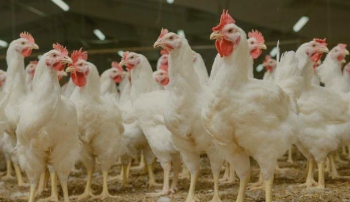 Ingreso ilegal de pollo preocupa a productores agremiados